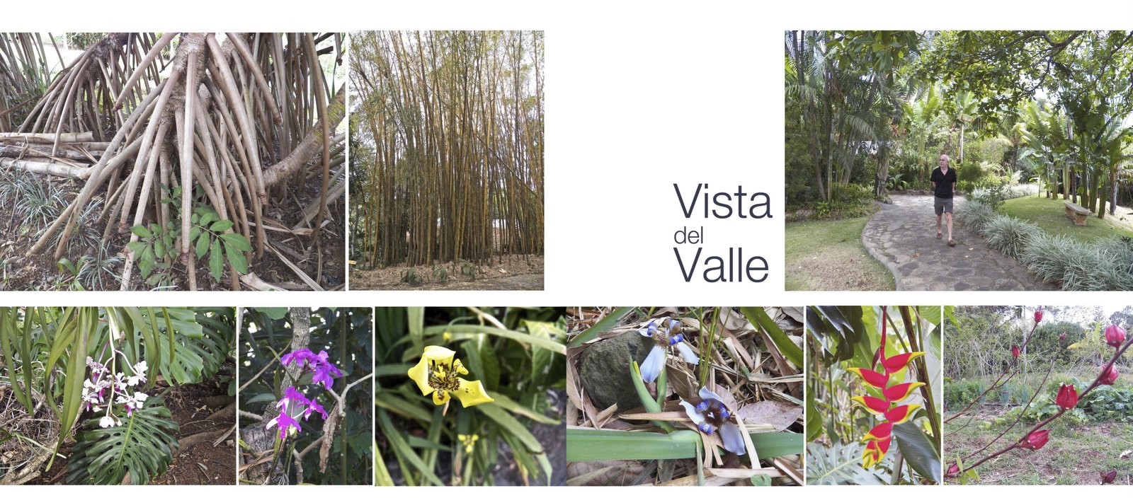 Vista del Valle: overzichtskaart met exotische planten en bloemen.